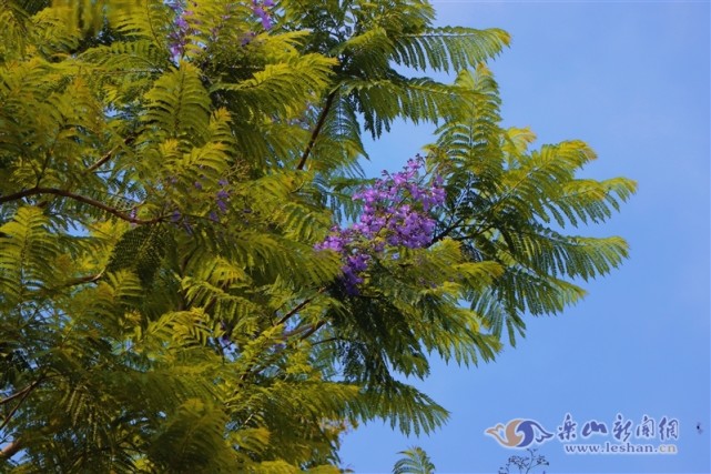 花开乐山 蓝花楹已经盛开停下脚步看看吧 蓝花楹 乐山 嘉州