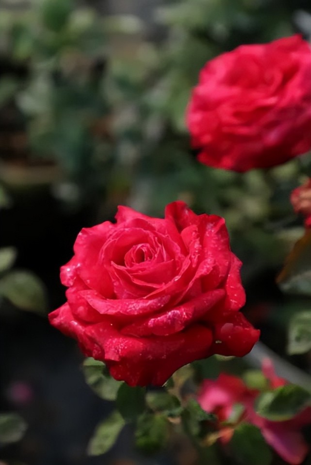 6种经典的红色月季,每一种都好养爱开花,全养过的敬你是大神