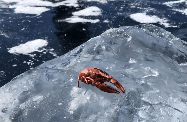 贝加尔湖明明是淡水湖为什么还会有海洋生物在此生活知情人告诉你真相