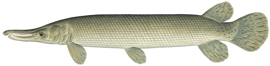 四川一小区惊现水中杀手鳄雀鳝已存活上亿年在我国水域无对手