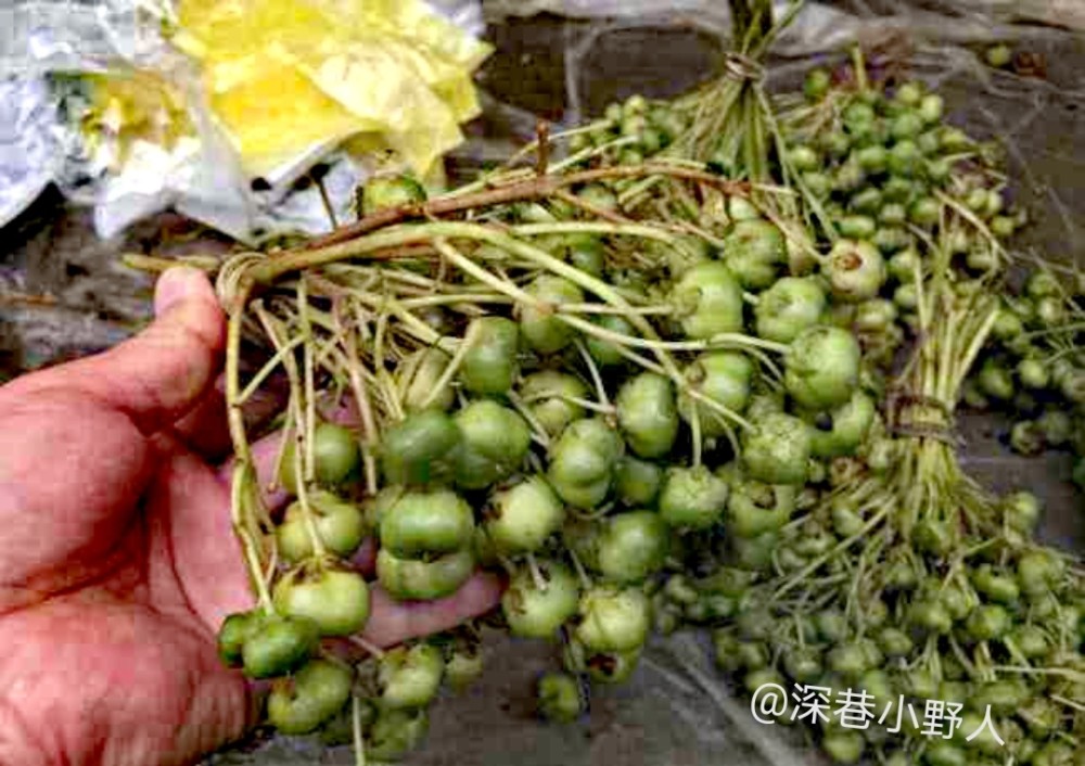 雲南野食【三】:鼻涕果_騰訊新聞