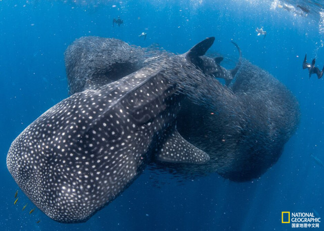 鲸鲨竟会与其他捕食者一起捕猎