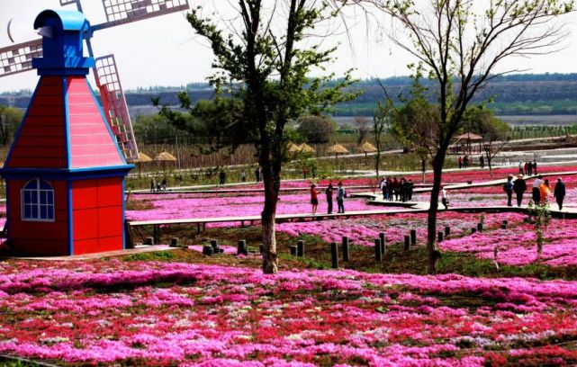 石河子将军山辽疆生态公园芝樱花开等你来