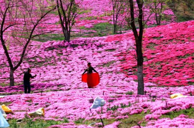石河子将军山辽疆生态公园芝樱花开等你来