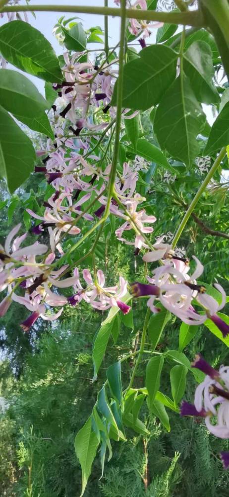 幽香楝树花_腾讯新闻