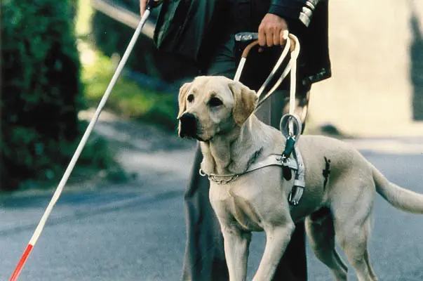 大形犬用盲犬杖 | cokitchen.com.br