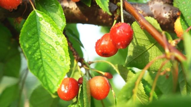 随着气温攀升,村民李琴娥的二十亩樱桃一派丰收景象,娇艳欲滴的红樱桃