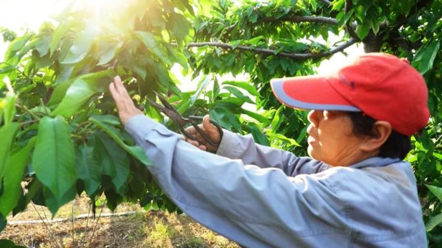 随着气温攀升,村民李琴娥的二十亩樱桃一派丰收景象,娇艳欲滴的红樱桃