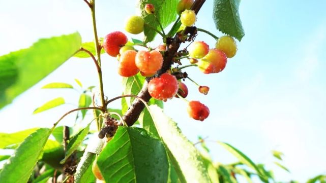 李琴娥介绍,园里种有二十亩樱桃,品种有福星,拂尘,红灯,车厘子等,欢迎