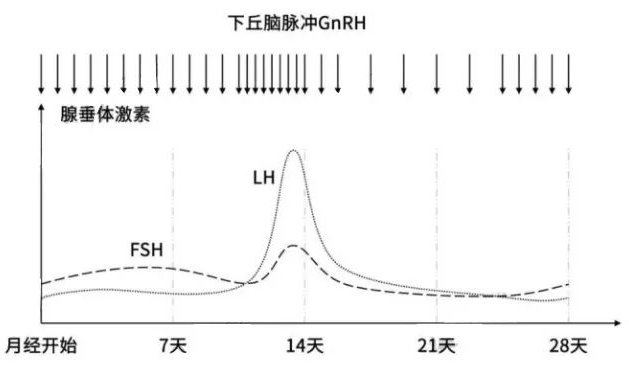 fsh除以lh大於2就是不正常嗎備孕可以吃dheaamh嗎