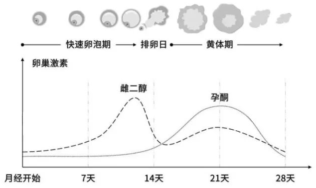 在排卵前卵泡不可能分泌孕酮,排卵以后在黄体期会产生孕酮.