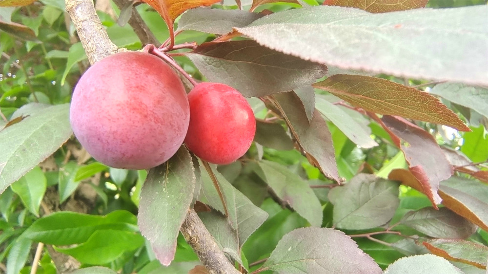 美丽吉安:紫叶李果实挂满枝头成风景