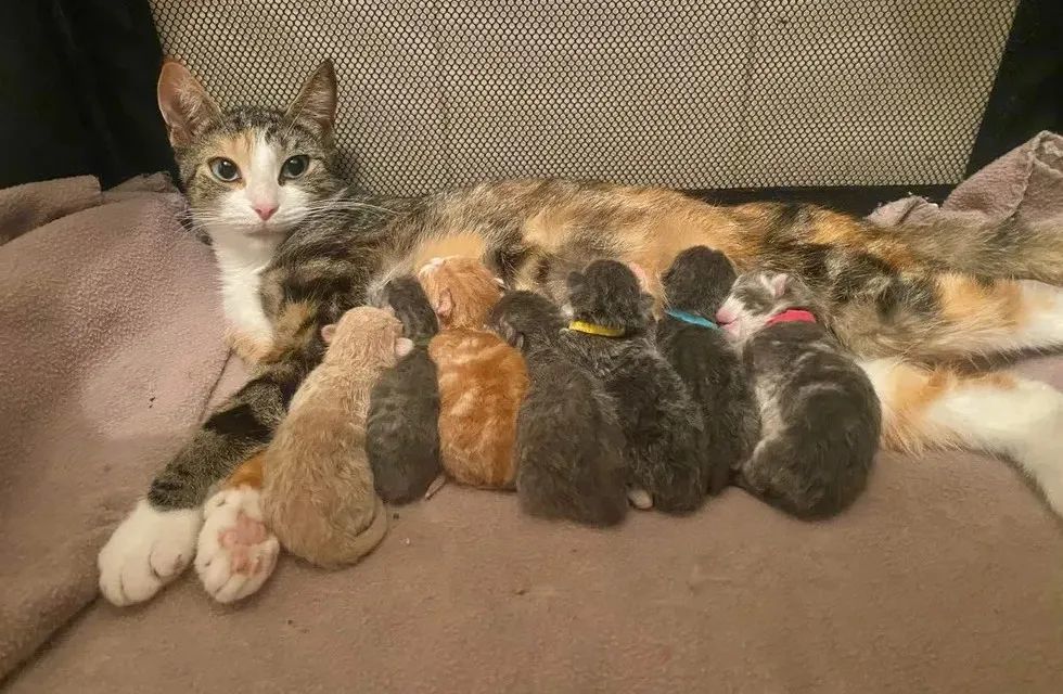 猫趣 优雅秀气的蓝眼三花猫 一口气生了七只小猫 却不愿当妈妈 腾讯新闻