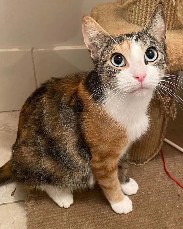 阿米蒂是一只怀孕了的三花猫,它在澳大利亚布里斯班