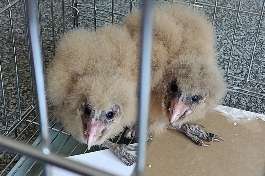 猛禽幼鸟惊现路边汨罗成功救助两只草鸮放归山野