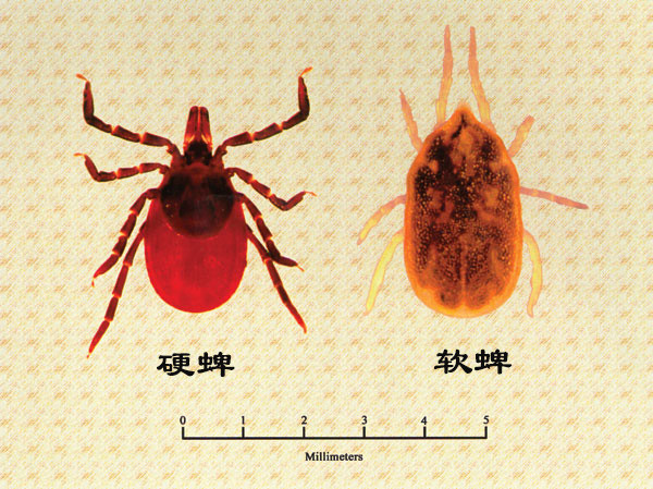 蜱虫在物种分类学上与蜘蛛很接近!