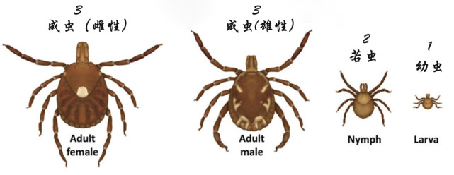 卵孵化後,蜱蟲可通過幼蟲和若蟲階段發育成為成蟲,成蟲一般大於雄蟲.