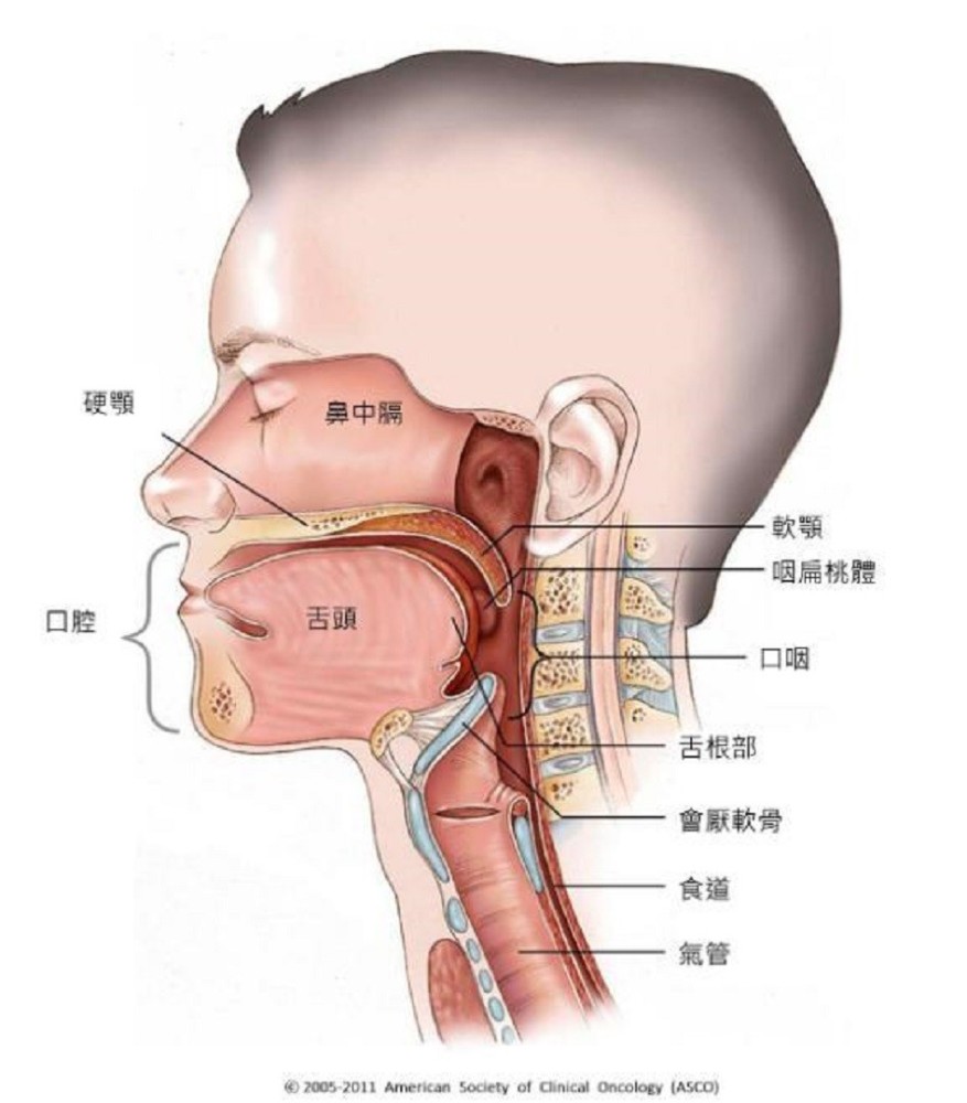 人體最髒的部位在哪尿液竟然算乾淨口腔比腸道還髒