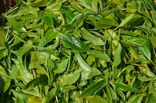 【奋斗者·正青春】凤羽:高山种出生态茶