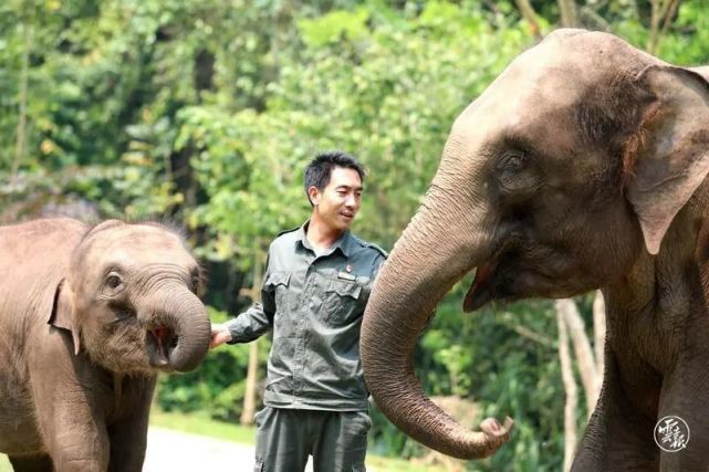 "大象医生""象爸爸"和他们的"萌宠"