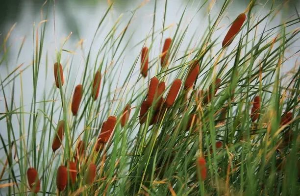 去南县一定要尝尝盐包草