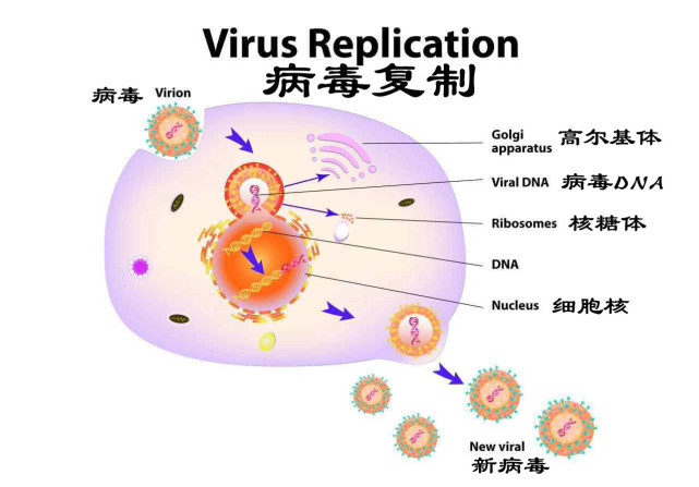 病毒無法像細胞一樣獨立繁殖,那麼它們的具體策略是什麼呢?