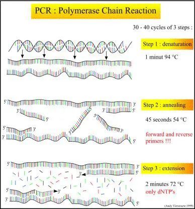 pcr技术图解引物延伸图片