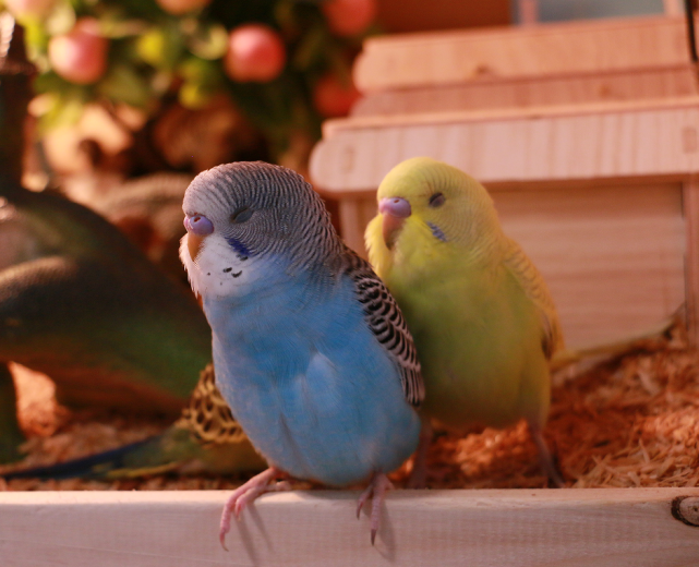 4,其它就像人类宝宝需要喝奶一样,在鹦鹉宝宝刚出壳的时候,也应当给