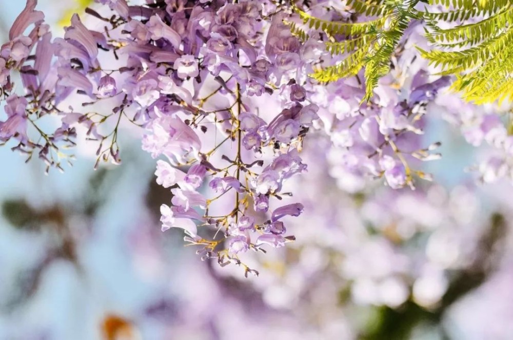蓝花楹开啦 这抹紫是大姚初夏的温柔 腾讯新闻