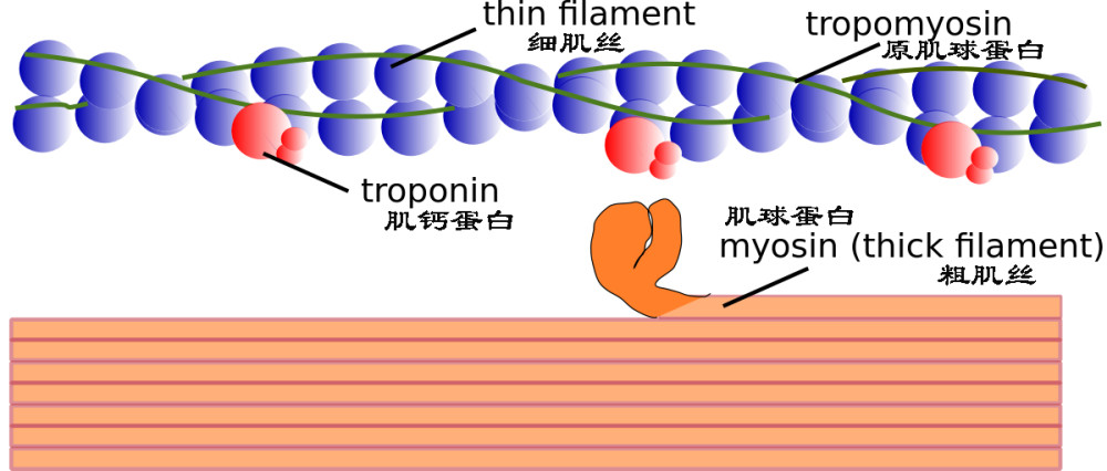 肌纤维收缩的基本原理;当细胞中的钙离子与细肌丝上的肌钙蛋白接触时