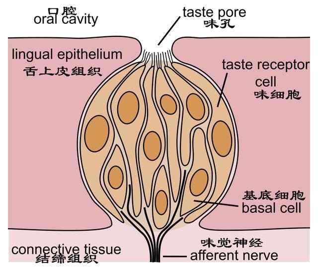 味蕾的结构什么是甜? 甜就是让人感到舒服的味道.