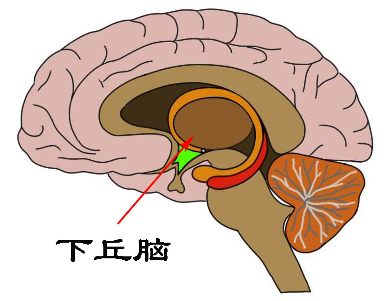下丘脑体温调节中枢图片