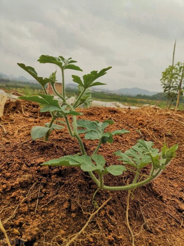 想種西瓜的種植戶抓緊時間啦