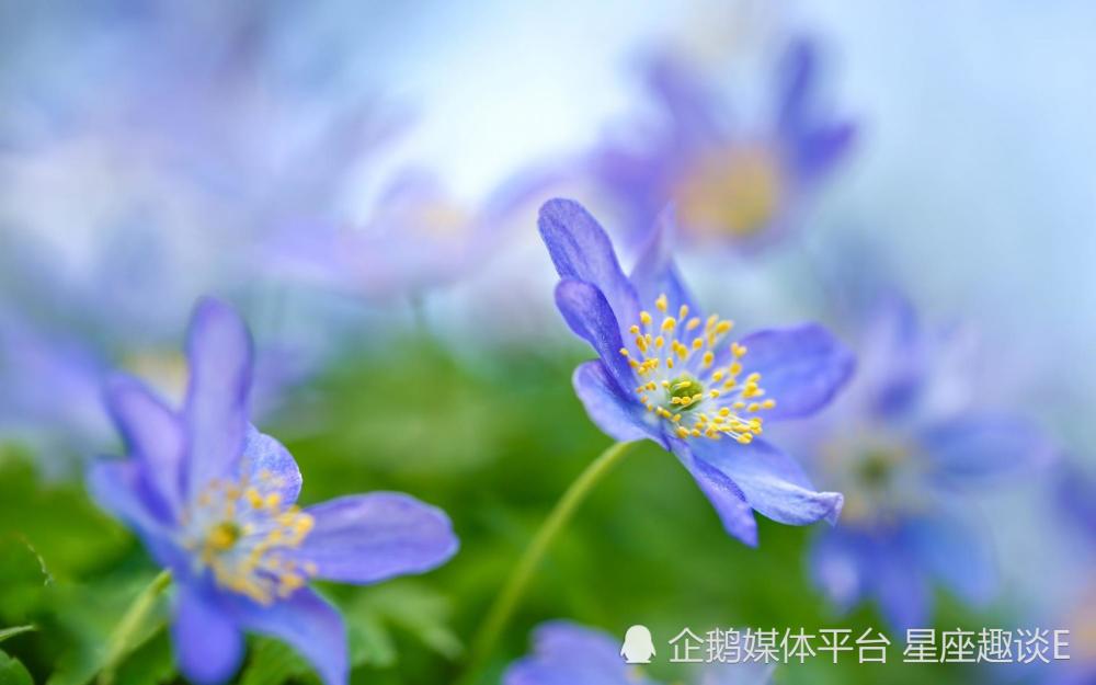 5月8日 14日爱情运势 邂逅真爱 珠联璧合的四大星座 天天看点