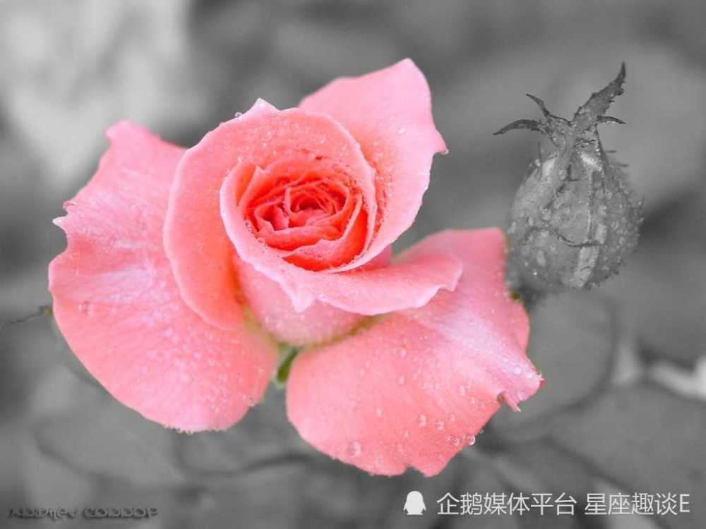 5月8日 14日星座运势 当机立断 稳扎稳打的四大星座 天天看点