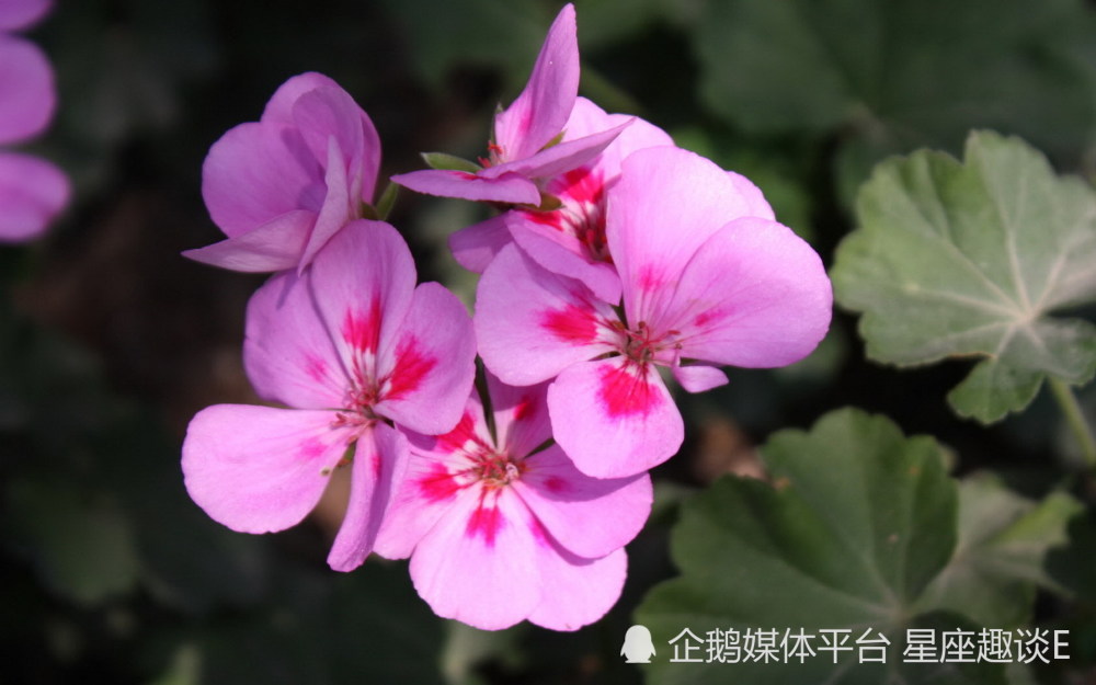 5月8日 14日星座运势 当机立断 稳扎稳打的四大星座 天天看点