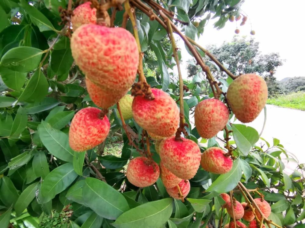 酸中带甜醒脾开胃增城三月红荔枝上市啦