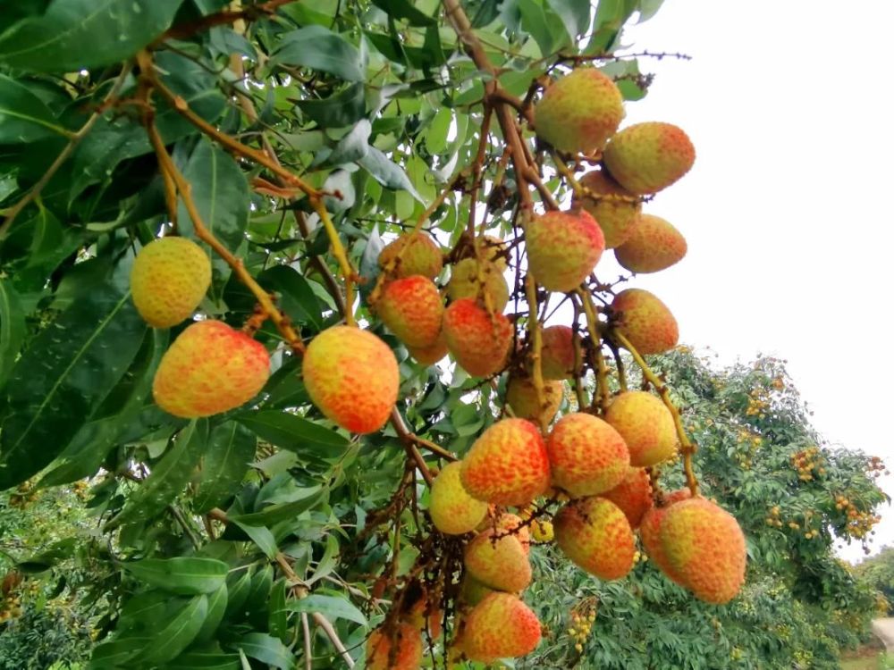 酸中带甜醒脾开胃增城三月红荔枝上市啦