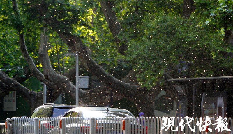 恼人的毛毛雨又来了这份法桐飘絮预报请接收