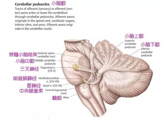 小腦的內部結構_騰訊新聞