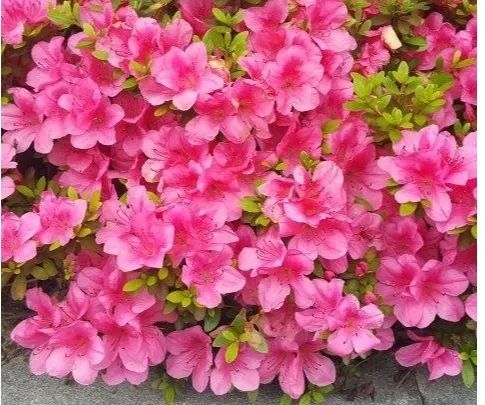 中国旅游日 杜鹃花霸屏 新汴河这个地方的杜鹃花浓郁绽放 新汴河 浓郁 戚家沟 夏鹃 高山杜鹃 杜鹃花