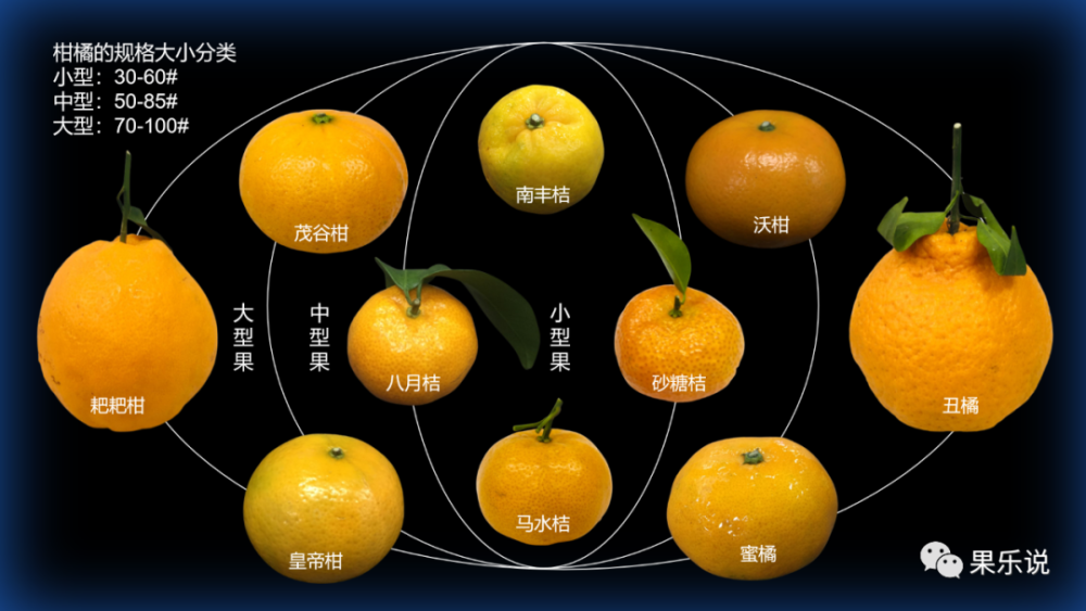 常见国产柑橘类一初识