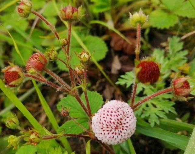 云南野果食【四】——白酒果