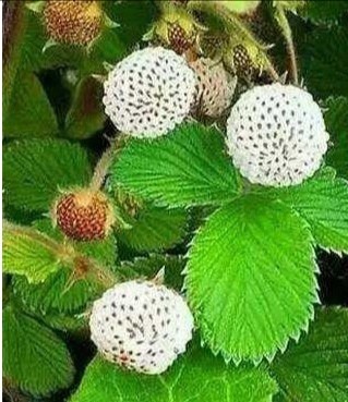 云南野果食【四】——白酒果