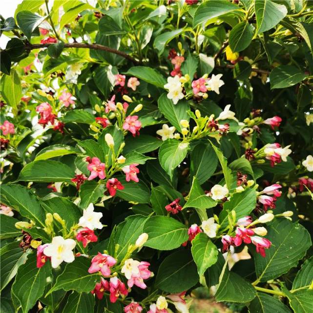 像小时候吃的棉花糖锦带花  锦带花是北方绿化中常用的小灌木,花色有