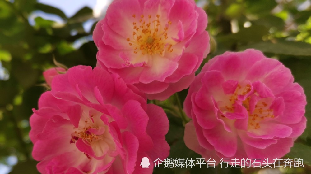 蔷薇花开花偎墙 北国五月好风光 腾讯新闻