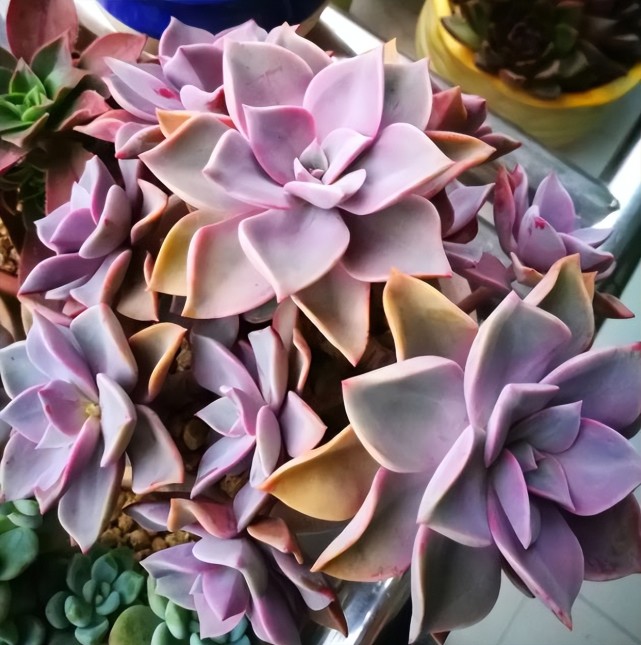 养了3年的多肉初恋,年年安全度夏,今年叶片粉嫩颜值逆天