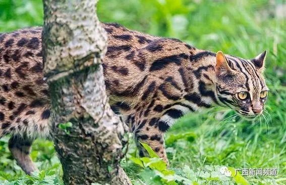 "初步认定为野生豹猫"!南宁灵龟山公园惊现珍贵动物,提醒:不要招惹