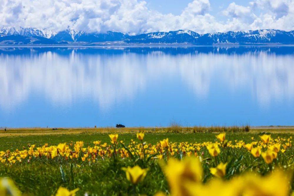 山河博州赛里木湖郁金香