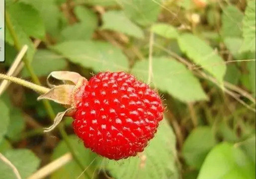 10种常见的野生悬钩子类植物简述 腾讯新闻